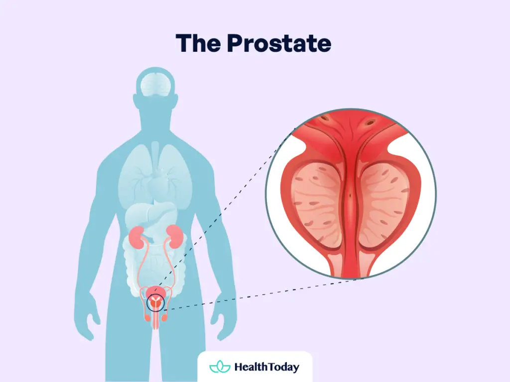 10+ Foods Good for Prostate Health and Problems - HealthToday