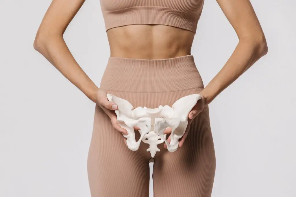 Where Is the Pelvis? Anatomy, Functions, Organs, and Key Facts